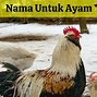 Slot Tipes Rasa Ayam Kampung Yang Bagus