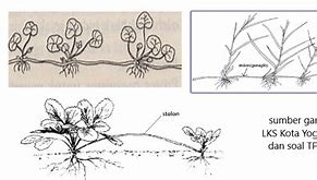 Tanaman Berikut Yang Berkembang Biak Dengan Geragih Atau Stolon Adalah